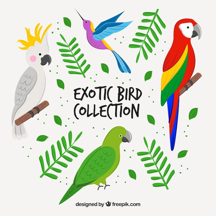 Vector gratuito colección de aves exóticas dibujadas a mano