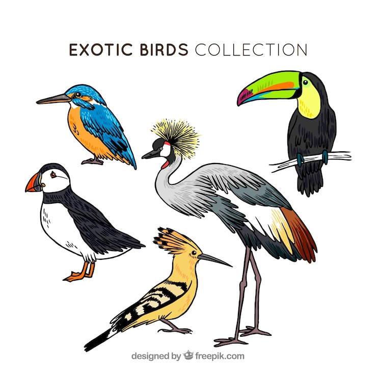 Vector gratuito colección de aves exóticas dibujadas a mano