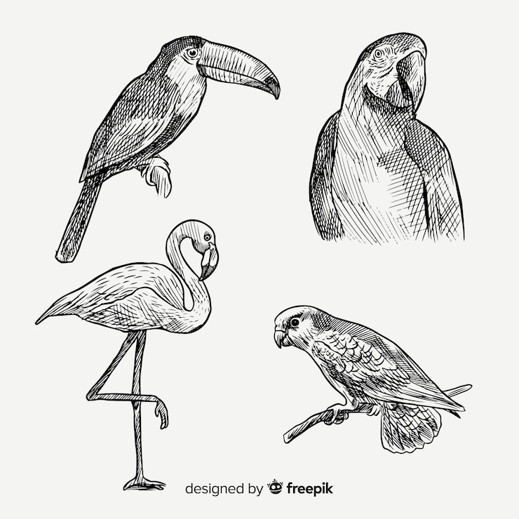 Vector gratuito colección de aves exóticas dibujadas a mano