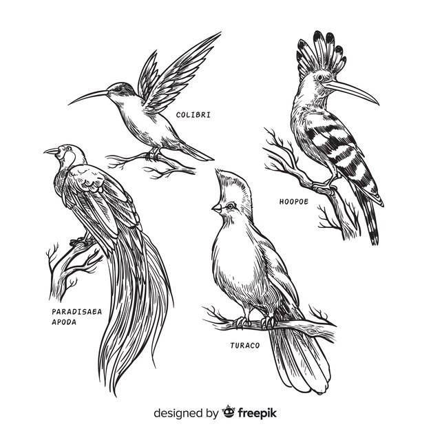 Colección de aves exóticas dibujadas a mano
