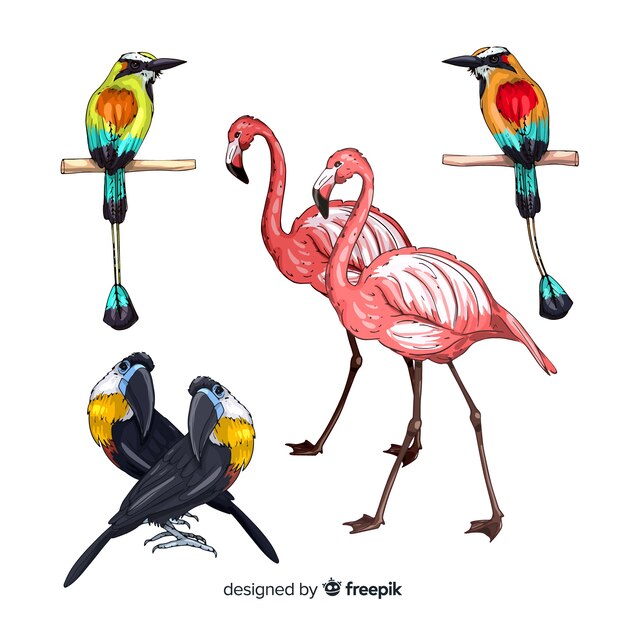 Colección de aves exóticas dibujadas a mano
