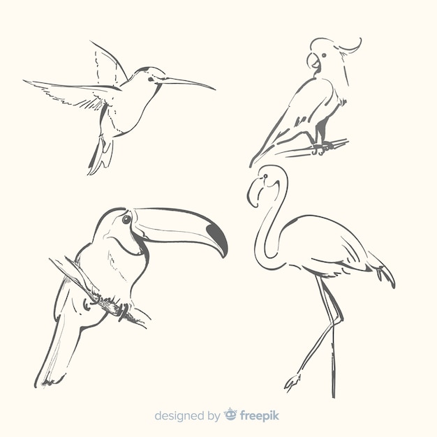 Colección de aves exóticas dibujadas a mano