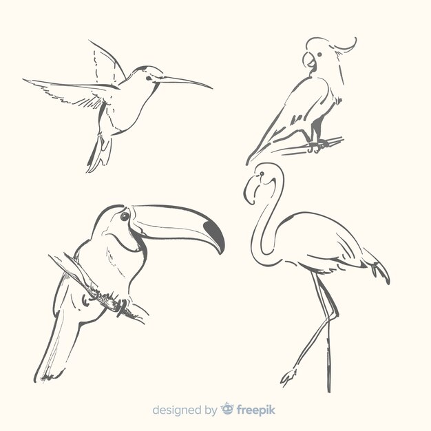 Colección de aves exóticas dibujadas a mano