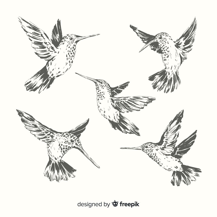 Vector gratuito colección de aves exóticas dibujadas a mano