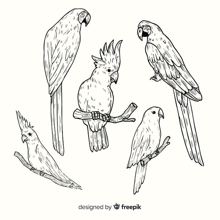 Vector gratuito colección de aves exóticas dibujadas a mano