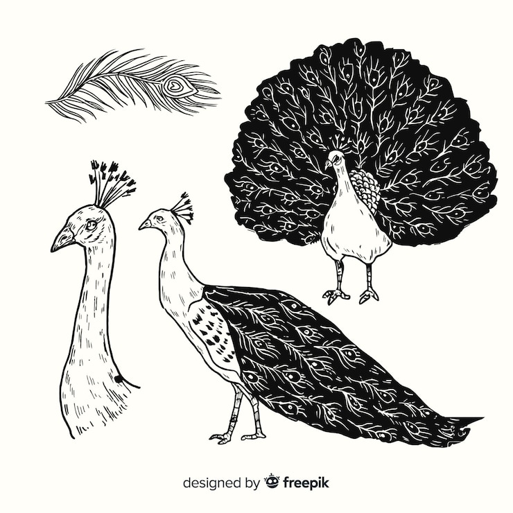 Vector gratuito colección de aves exóticas dibujadas a mano