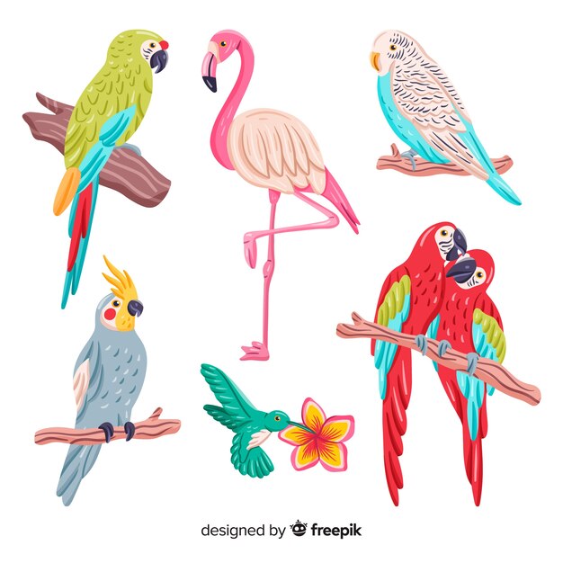 Colección de aves exóticas dibujadas a mano
