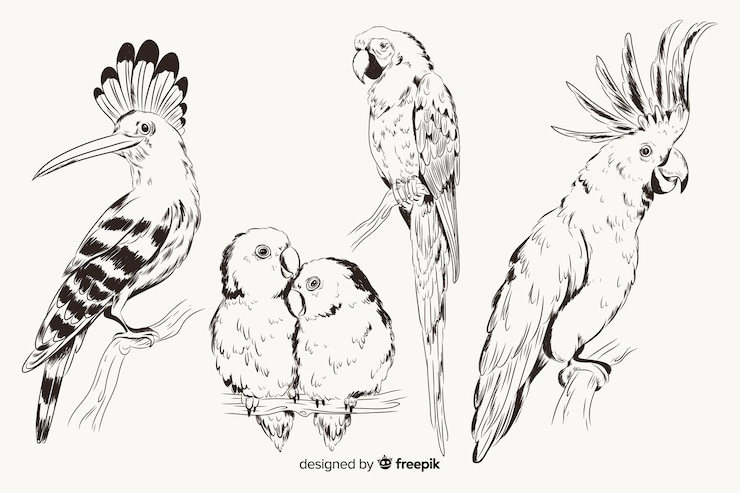 Vector gratuito colección de aves exóticas dibujadas a mano
