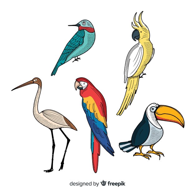 Colección de aves exóticas dibujadas a mano
