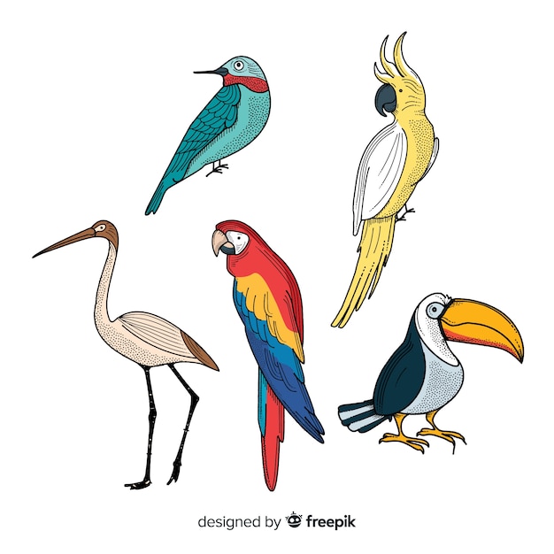 Colección de aves exóticas dibujadas a mano