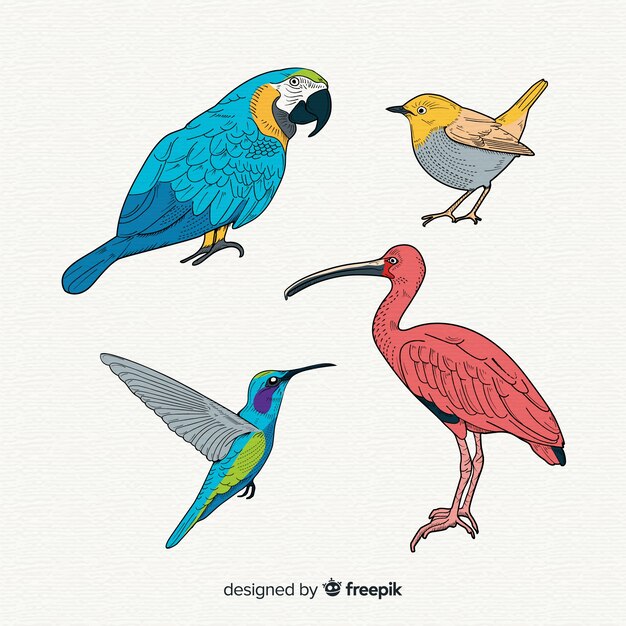 Colección de aves exóticas dibujadas a mano