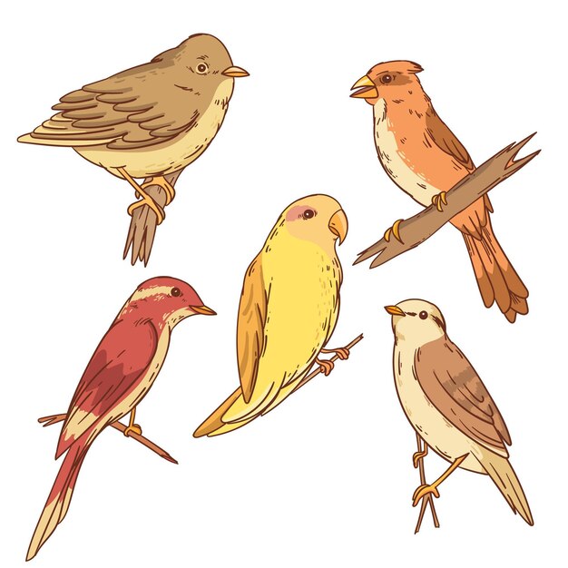 Colección de aves ilustradas dibujadas a mano