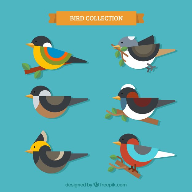 Colección de aves planas