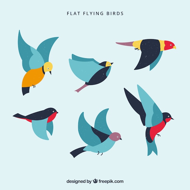 Colección de aves planas