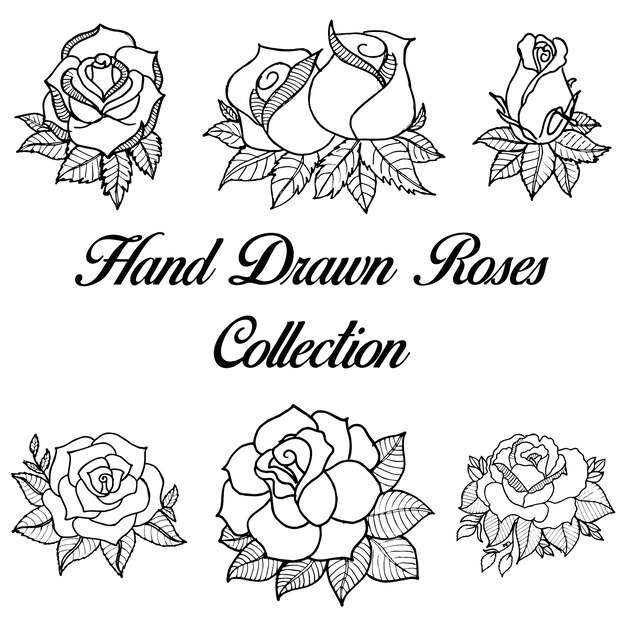 Colección blanco y negro dibujada mano de las rosas