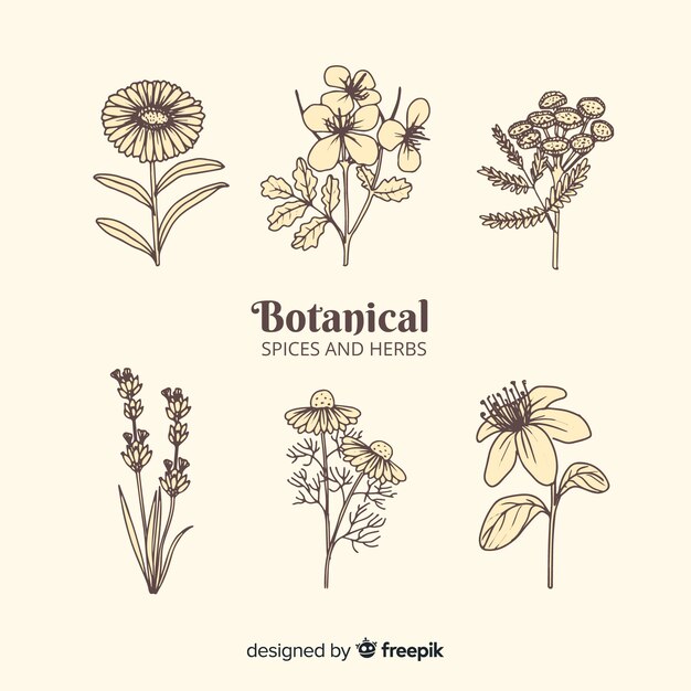 Colección bocetos botánica