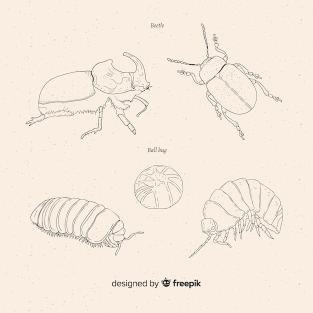 Vector gratuito colección bocetos de escarabajos dibujados a mano