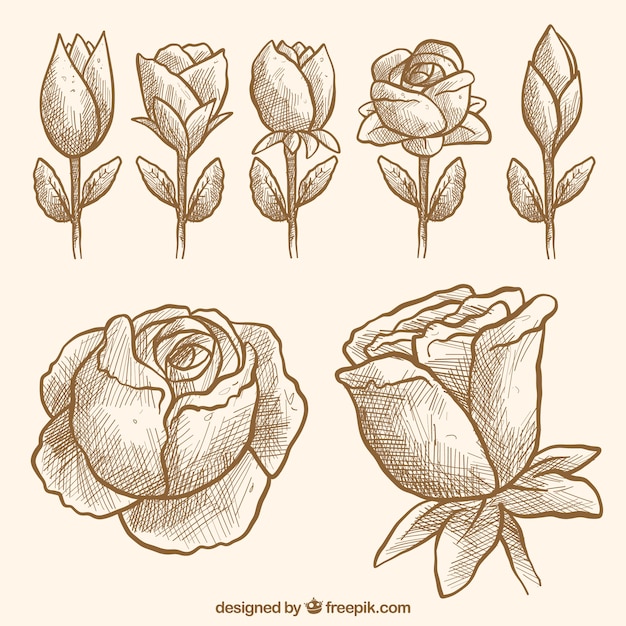 Vector gratuito colección de bocetos de rosas