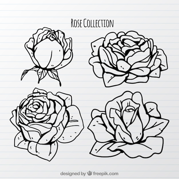 Vector gratuito colección bonita de rosas dibujadas a mano