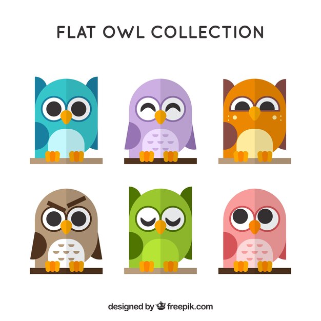 Colección de bonitos búhos en diseño plano 