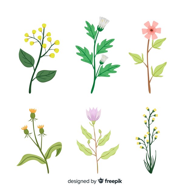 Colección botánica de flores y hojas