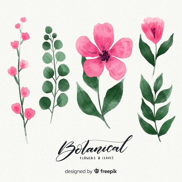 Colección botánica de flores y hojas