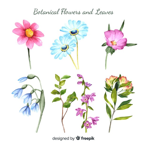 Colección botánica de flores y hojas
