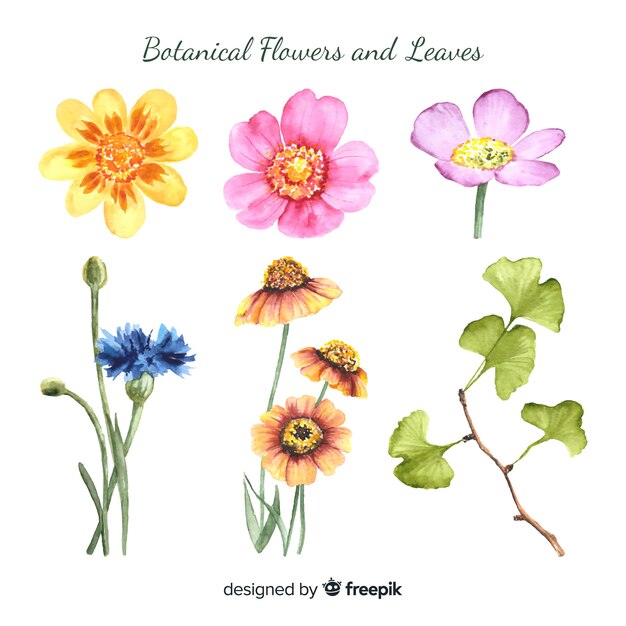 Colección botánica de flores y hojas
