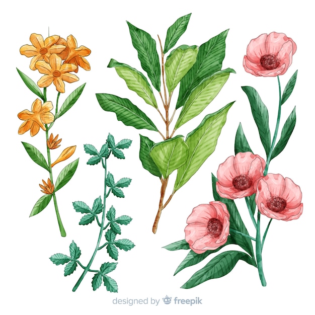 Colección botánica de flores y hojas