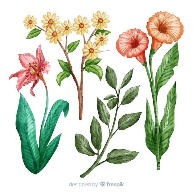 Colección botánica de flores y hojas