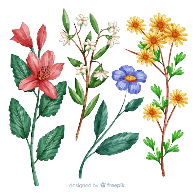 Colección botánica de flores y hojas