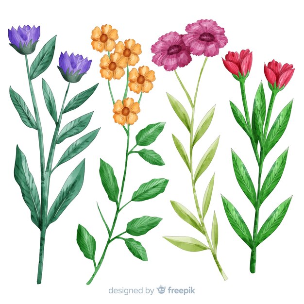 Colección botánica de flores y hojas