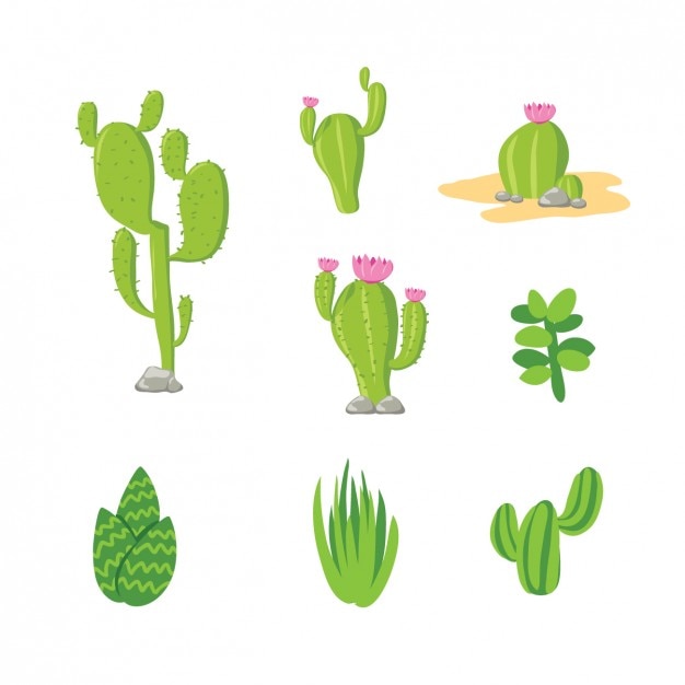 Vector gratuito colección de cactus a color