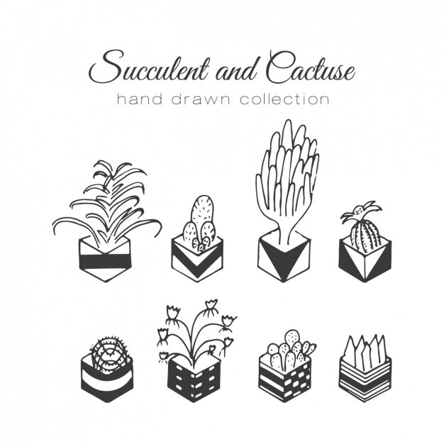 Colección de cactus dibujados a mano
