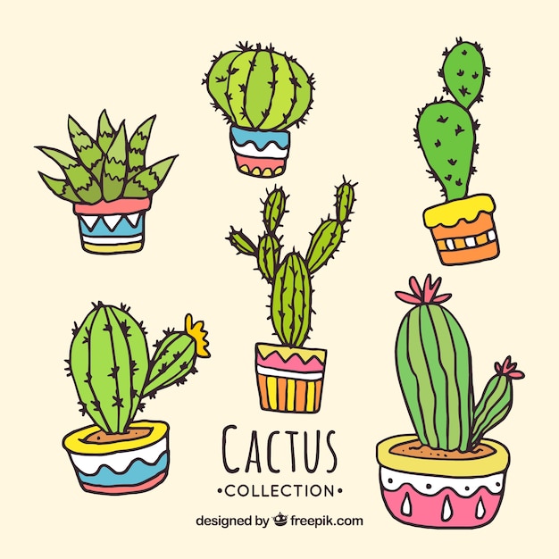 Colección de cactus dibujados a mano