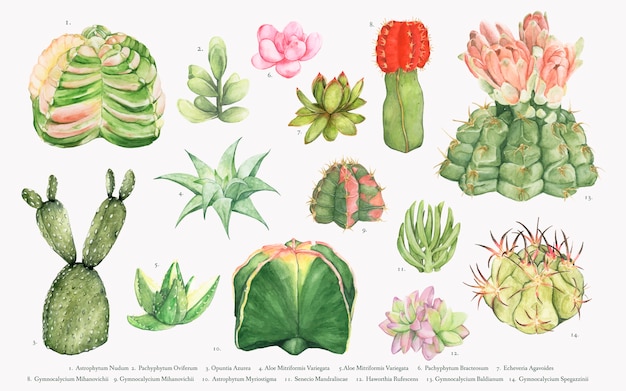 Colección de cactus dibujados a mano