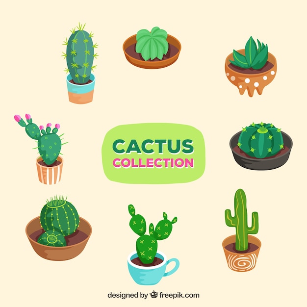 Colección de cactus con estilo mexicano