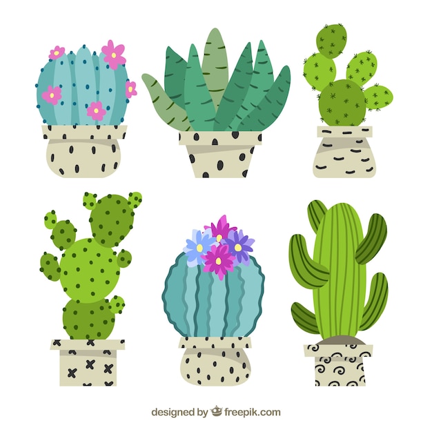 Colección de cactus con flores