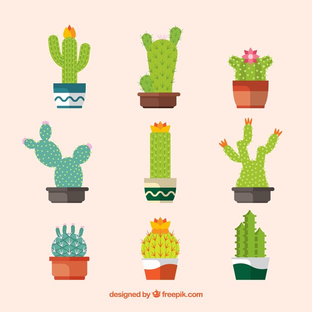 Colección de cactus planos