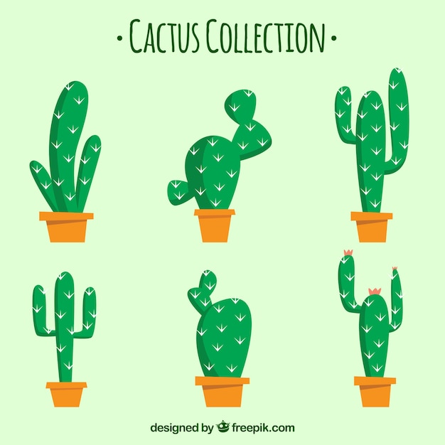 Colección de cactus