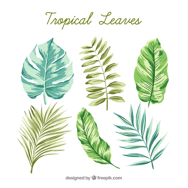 Colección clásica de hojas tropicales en acuarela