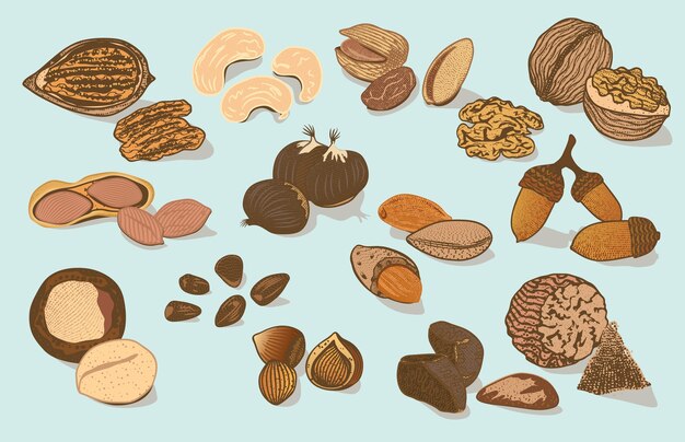 Colección colorida de frutos secos orgánicos naturales