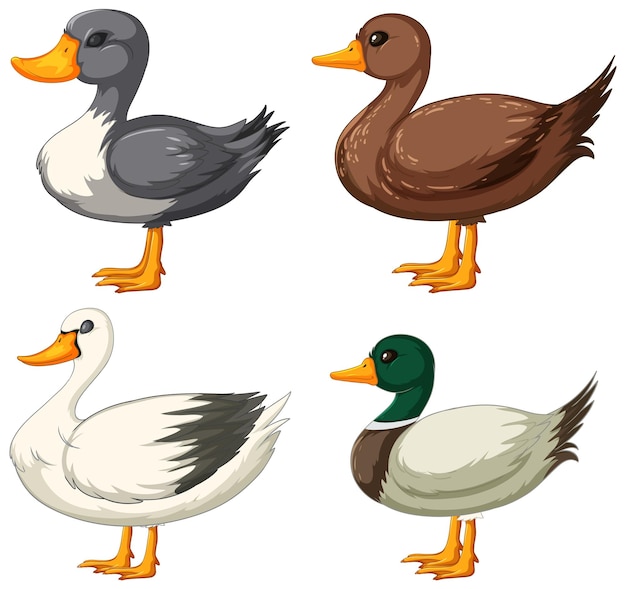 Colección colorida de patos de dibujos animados