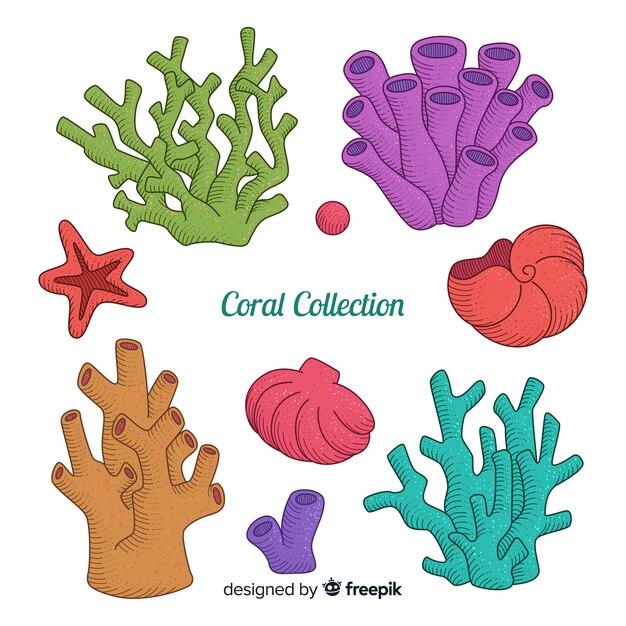 Colección coral dibujada a mano