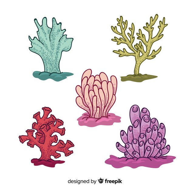Colección coral dibujada a mano