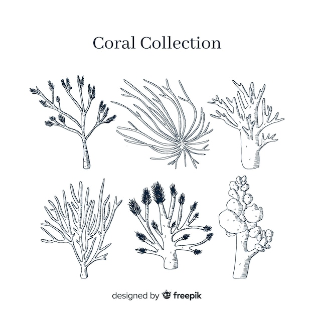 Colección coral dibujada a mano