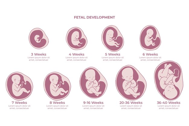 Colección creativa de desarrollo fetal.