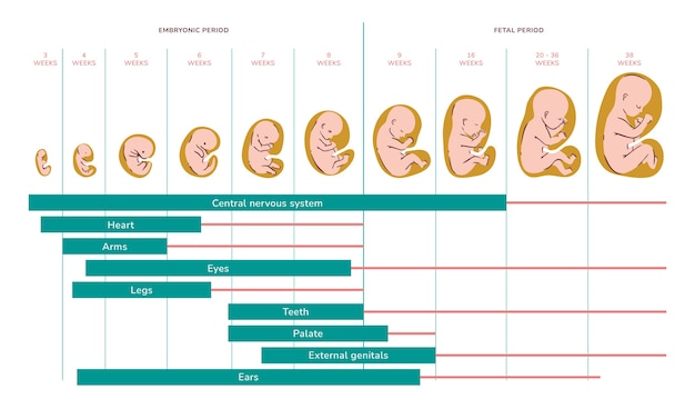 Vector gratuito colección creativa de desarrollo fetal.