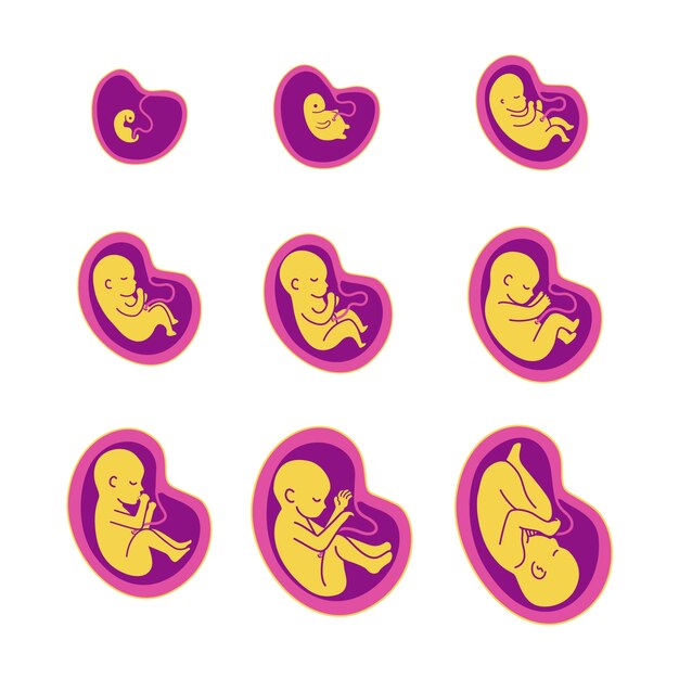 Colección creativa de desarrollo fetal.