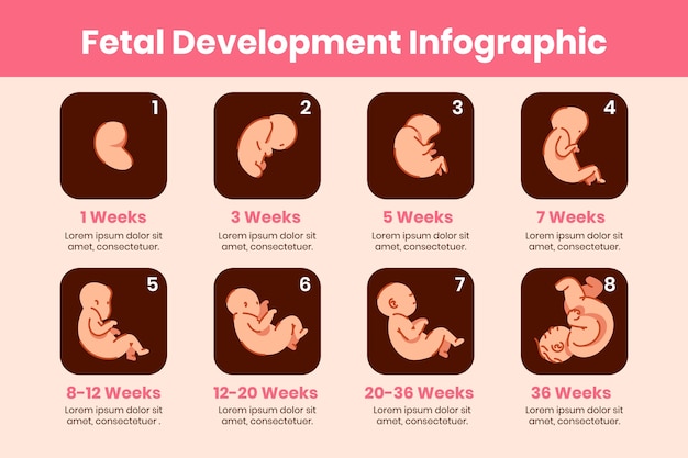 Colección creativa de desarrollo fetal.